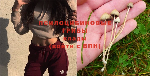 ПСИЛОЦИБИНОВЫЕ ГРИБЫ Алзамай